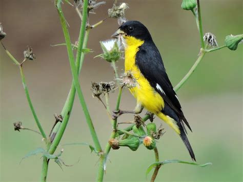 Lesser Goldfinch - NestWatch