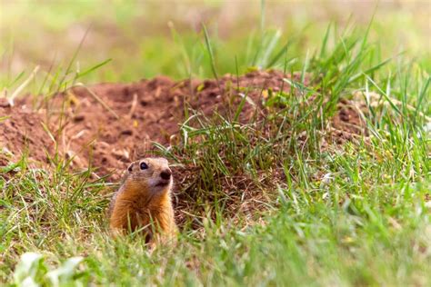 Funny Gopher Face stock photo. Image of gopher, mouth, prairie - 612532