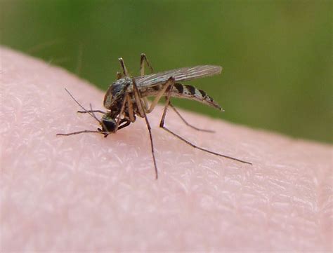 File:Mosquito bite from Flickr.jpg - Wikimedia Commons