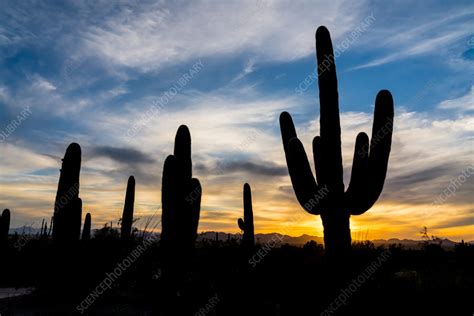 Silhouette of Saguaro cactus - Stock Image - C055/2632 - Science Photo Library