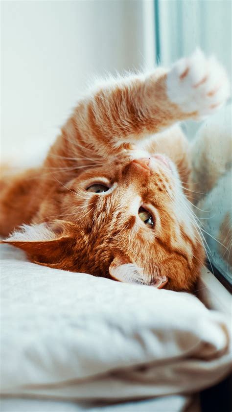 Cute Pet Cat Playing | Cat playing, Cute cat wallpaper, Cats