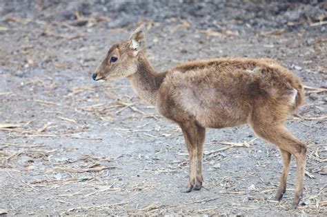 Premium Photo | The baby female deer in garden