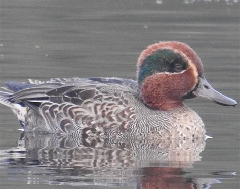 Eurasian Teal 101: A Complete Introduction To This Stunning Waterbird ...