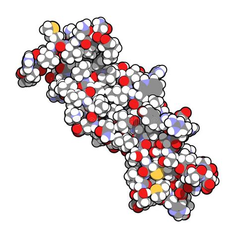 Interleukin 17 (IL-17A, IL-17) Cytokine Molecule. IL-17 Antibodies are ...