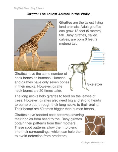 Readings on Giraffes: The Tallest Animal | Free Printables for Kids