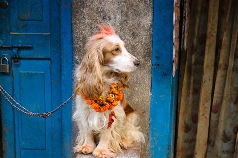 Kukur Tihar, Laxmi Puja Being Observed Today | New Spotlight Magazine