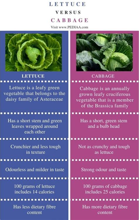 What is the Difference Between Lettuce and Cabbage - Pediaa.Com