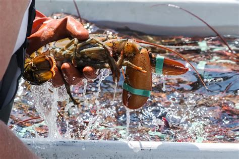 Down the Maine Lobster Trail - A Culinary Adventure