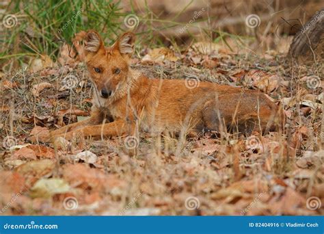 Indian Wild Dog in the Nature Habitat in India Stock Photo - Image of ...