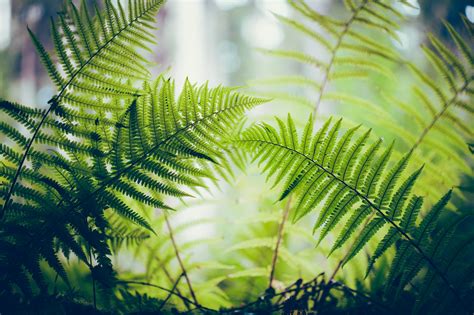 70+ Fern HD Wallpapers and Backgrounds