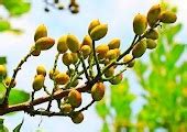 Grow Pistachios From Seeds | Pistachio Seed Germination