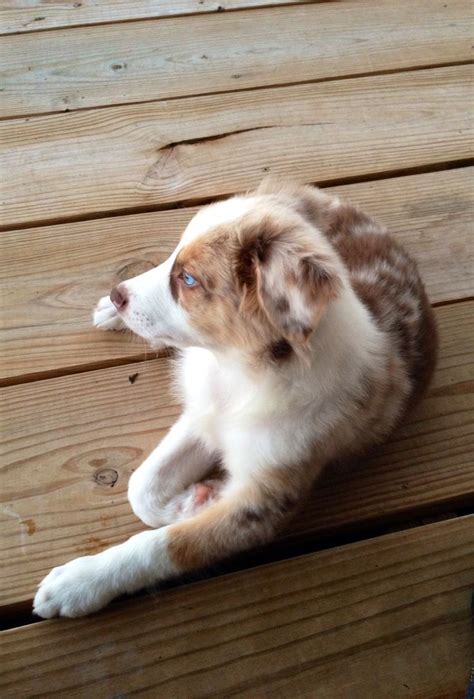 The 25+ best Red merle australian shepherd ideas on Pinterest | Mini ...