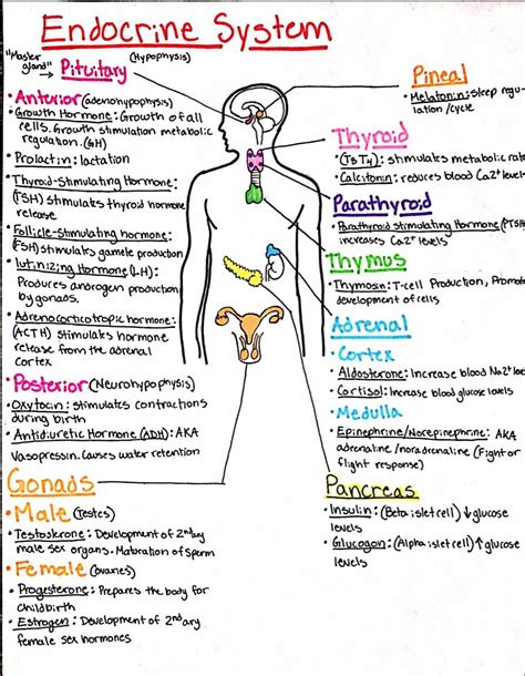 Endocrine system | Medical school stuff, Medical school inspiration ...