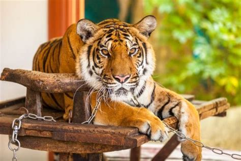 Phuket Zoo | Phuket - What to Expect | Timings | Tips - Trip Ideas by ...