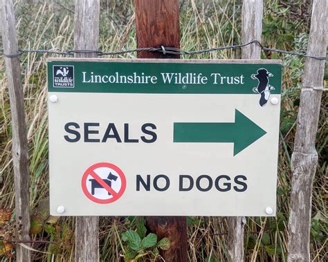 How To See The Seals At Donna Nook In Lincolnshire - 2024 Guide