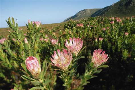 Protea Plant - Sugarbush Protea Protea Repens Calyx Flowers Inc - Their roots grow mostly ...