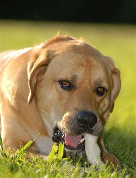 Mastiff Lab Mix Breed Information - A Guide To The Mastador Dog