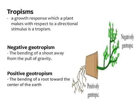 What is geotropism? Draw a lebelled diagram of a potted plant showing positive geotropism and ...