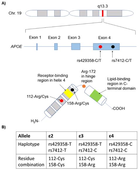 Genes | Free Full-Text | The Genetic Variability of APOE in Different Human Populations and Its ...