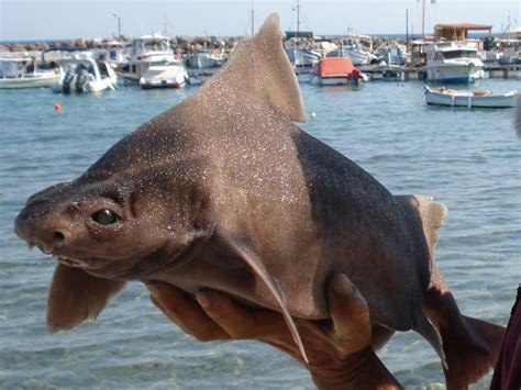 Tiburones en Galicia: Tiburón cerdo (Oxynotus centrina)