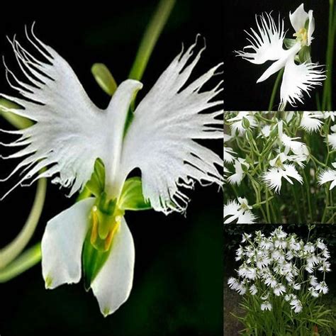 Japanese Radiata White Egret Orchid Flower 25 Seeds - Etsy