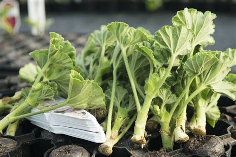 Can You Root Geranium Cuttings In Water