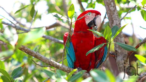 Big Bird, Birds, Panama, Isla Colon, Island, Bocas Town, Bocas del Toro, Trees, Parrot ...