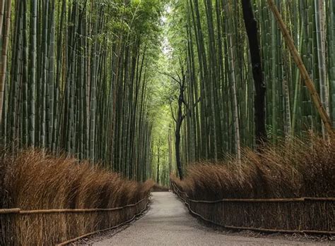 Sagano Bamboo Forest In Kyoto, Japan