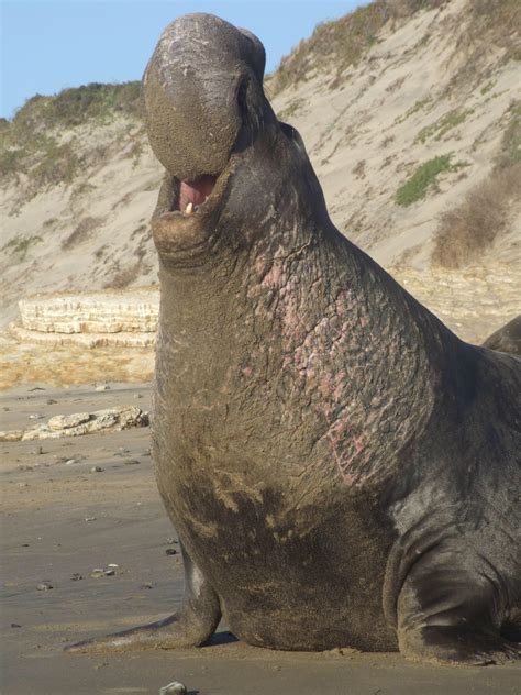 The record for largest elephant seal was a male who was between 6.5-6.8 ...