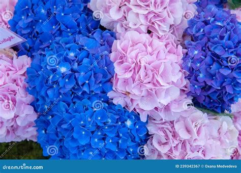 Blue and Pink Hydrangeas Close-up. Bright Hydrangea Flowers Natural ...