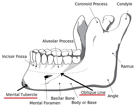 Depressor Anguli Oris Muscle | Overview, Attachments & Function | Study.com