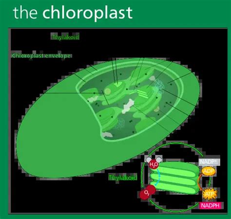 Plastids - Definition, Types, Main Structure and Function