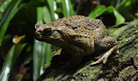 Gigantes sapos tóxicos invaden a Florida