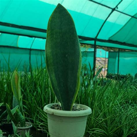 sansevieria yellow border whalefin