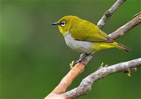 Birds in Bandipur National Park- Bird Watching in Bandipur Karnataka