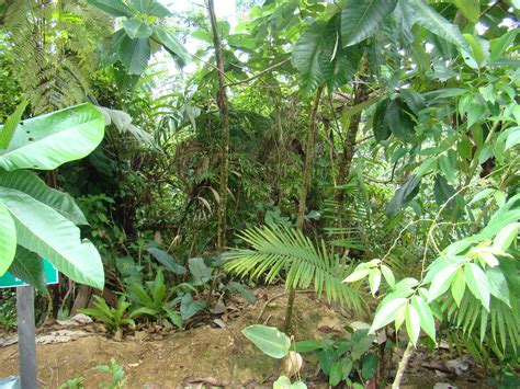 Costa Rica, rainforest | Plants, Plant leaves, Rainforest