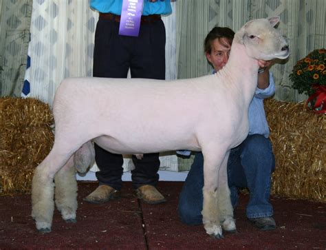 MB Genetics: WI Sheep & Wool Festival Open Southdown Show