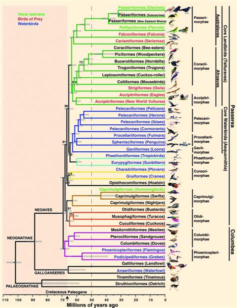 Scientists Sequence Genomes of 48 Bird Species, Unveil Avian Family Tree | Genetics | Sci-News.com