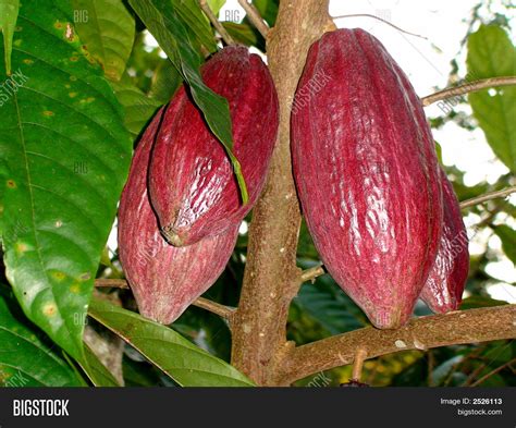 Cacao Pod Image & Photo (Free Trial) | Bigstock