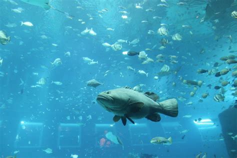 Aquarium GIF - Find & Share on GIPHY