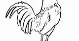 Free Printable Rooster Coloring Pages Coloring Pages sketch template