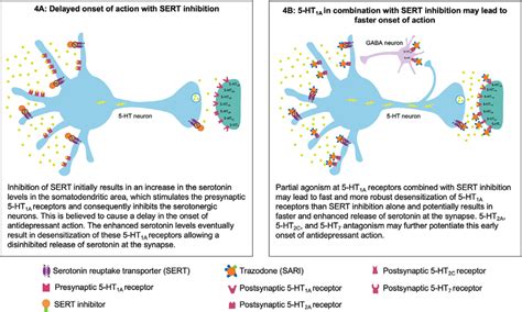 Putative mechanism for the fast onset of antidepressant action of ...