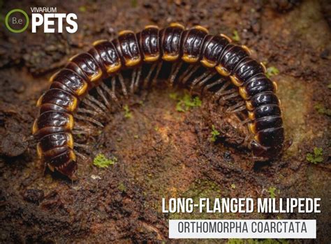 Orthomorpha Coarctata "Long-flanged Millipede" Care Guide