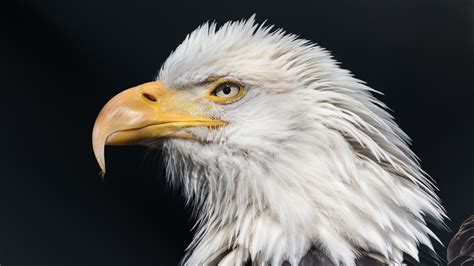 2560x1440 Bald Eagle Wild 1440P Resolution HD 4k Wallpapers, Images, Backgrounds, Photos and ...