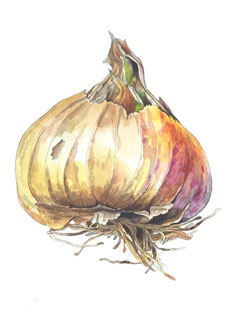 Helen Campbell Art | Garlic