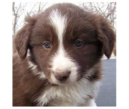 Chocolate Border Collie Puppy~ I want one !! | Cute little animals ...