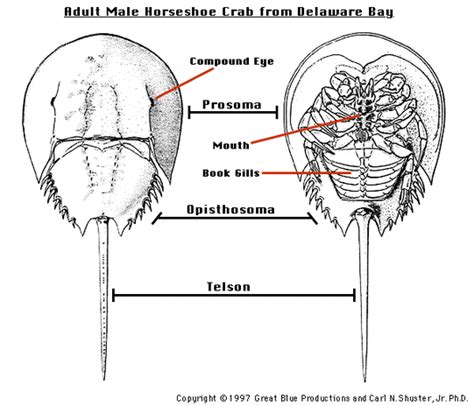 Anatomy - The Horseshoe Crab