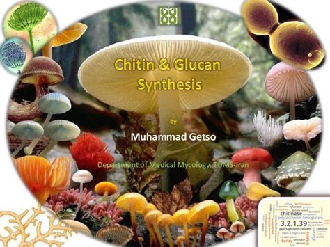 Chitin and Glucan synthesis in fungi