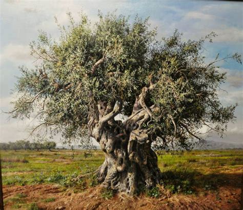 Olive Tree Painting at PaintingValley.com | Explore collection of Olive Tree Painting