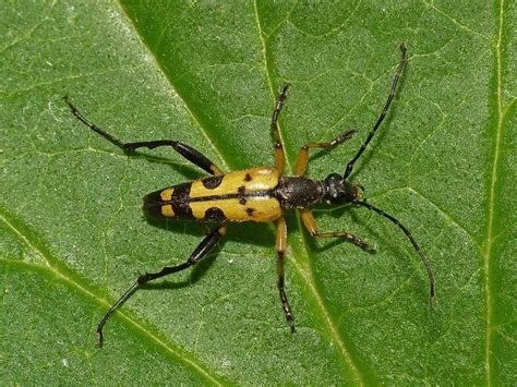 Black and Yellow Longhorn Beetle: Identification, Life Cycle, Facts & Pictures